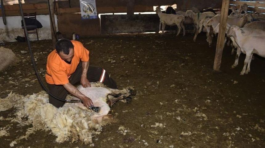 B&uuml;y&uuml;kşehir&rsquo;den &rsquo;kırkımcılık&rsquo; Eğitimi