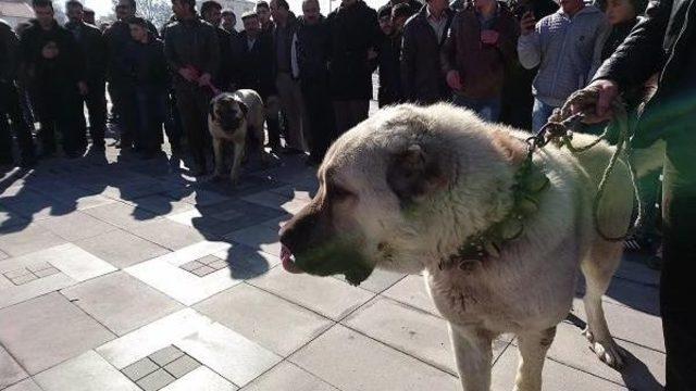 Hollanda'ya Köpekli Protesto
