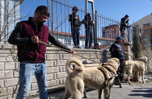 Hollanda'ya Köpekli Protesto