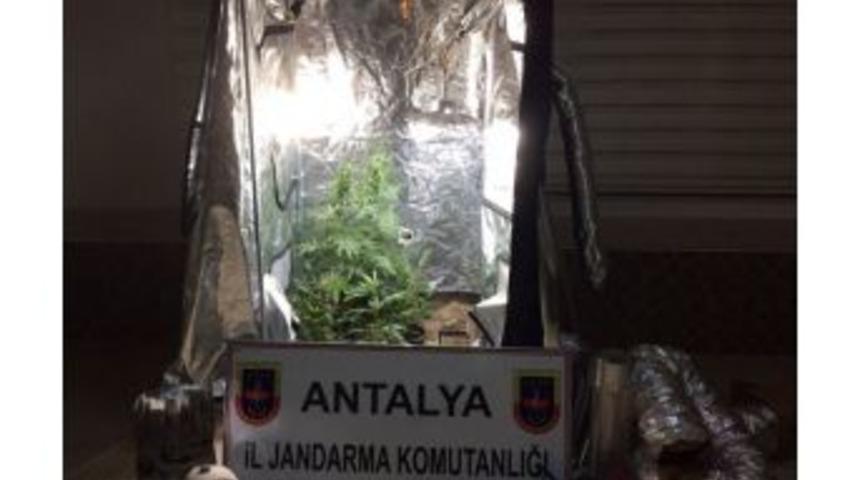 Antalya&rsquo;da &rsquo;skunk&rsquo;a Jandarma Baskını