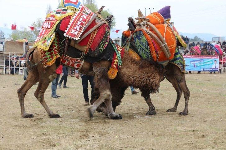 Germencik’te Yapılan Sezonun Son Deve Güreşi Büyük İlgi Gördü G3