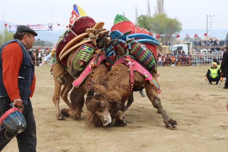Germencik’te Yapılan Sezonun Son Deve Güreşi Büyük İlgi Gördü G4
