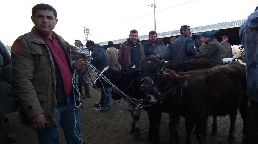 Efeler Hayvan Pazarına Yoğun İlgi
