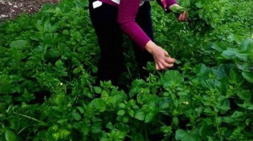 Ala&ccedil;atı Ot Festivali Şifa Dağıtacak