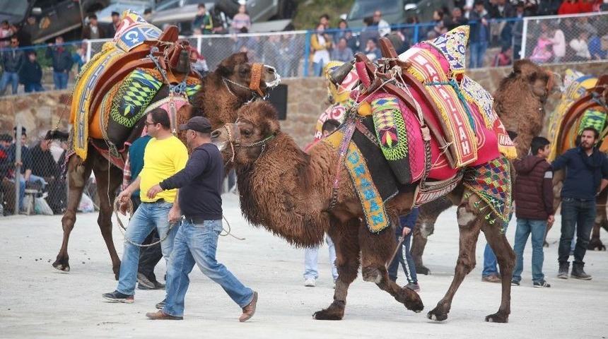 G&uuml;m&uuml;şl&uuml;k&rsquo;te Deve G&uuml;reşi Festivali