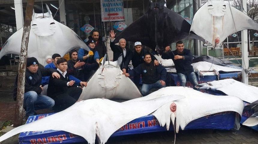 Akdeniz&rsquo;in Batman&rsquo;leri Tezgahları S&uuml;sleyince Bilim D&uuml;nyası Ayağa Kalktı