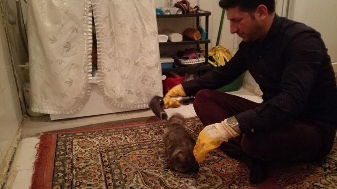 T&uuml;ylerine Yapıştırıcı S&uuml;r&uuml;len Kediye Duyarlı Vatandaş Sahip &Ccedil;ıktı