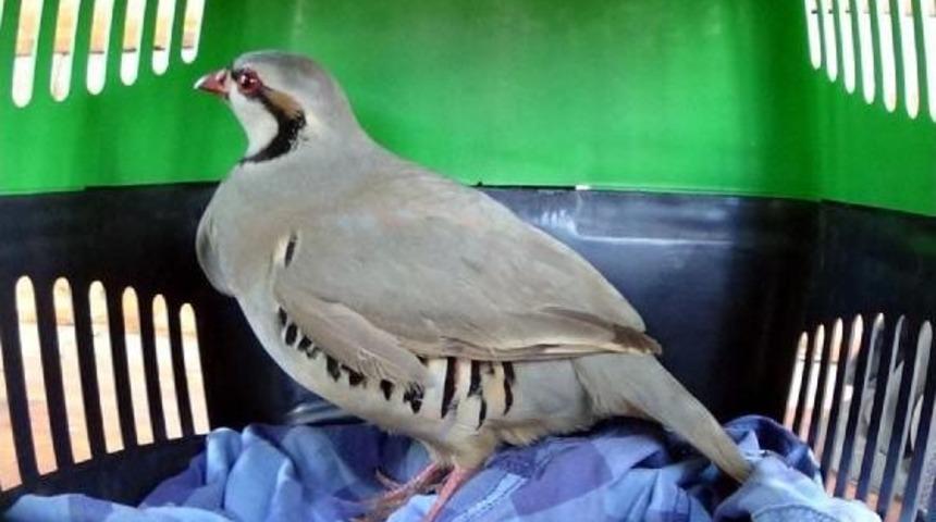 Ka&ccedil;ak Avcı, El Konulan Kekliği I&ccedil;in Yalvardı