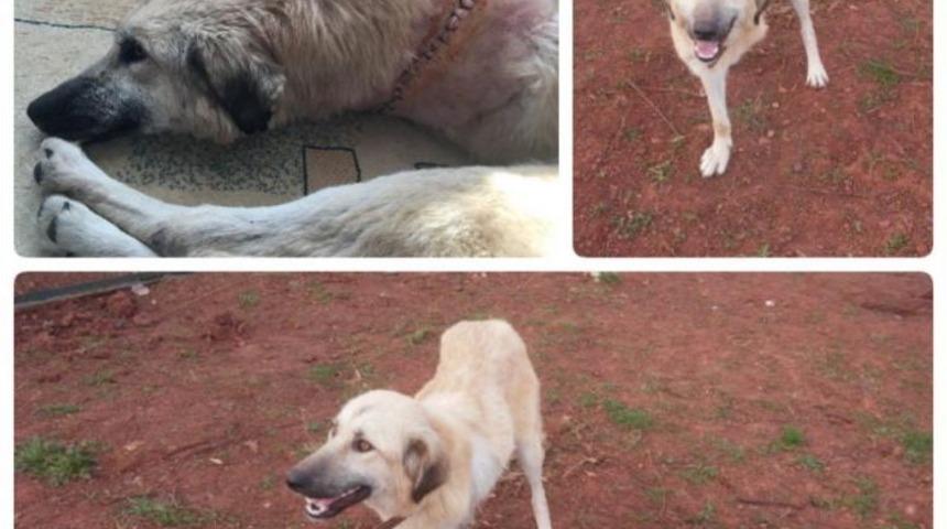 Yaralı Halde Bulunan K&ouml;pek Ve Yavrularına Futbolcular Sahip &Ccedil;ıktı