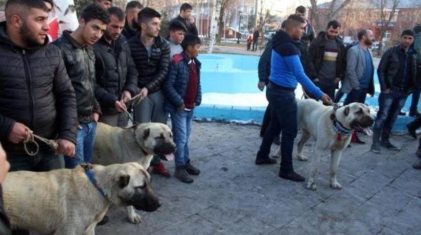 Ardahan'da Hollanda&rsquo;Ya &Ccedil;oban K&ouml;pekli Protesto