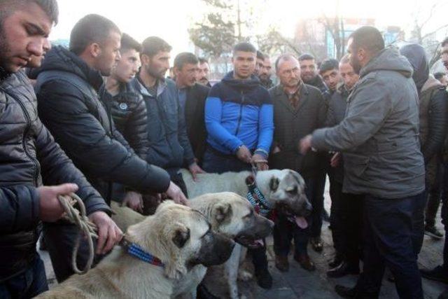 Ardahan'da Hollanda’Ya Çoban Köpekli Protesto