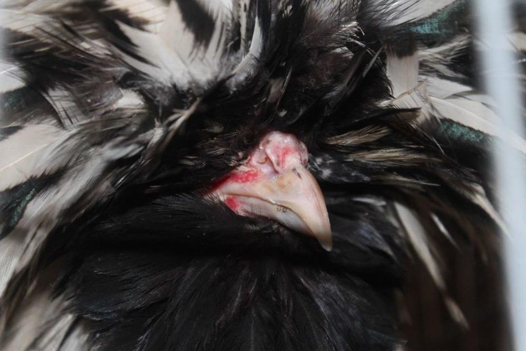 Onlarca &Ccedil;eşit S&uuml;s Tavuğu M&uuml;zayedede Satışa &Ccedil;ıktı