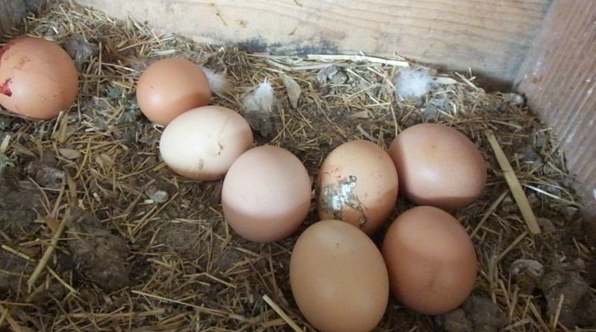 Gezen Tavuk Yumurtalarına B&uuml;y&uuml;k İlgi