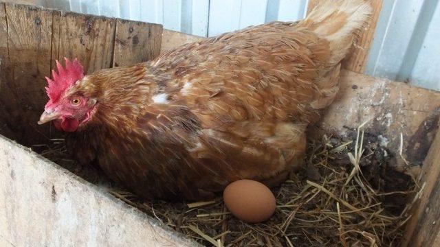 Gezen Tavuk Yumurtalarına Büyük İlgi