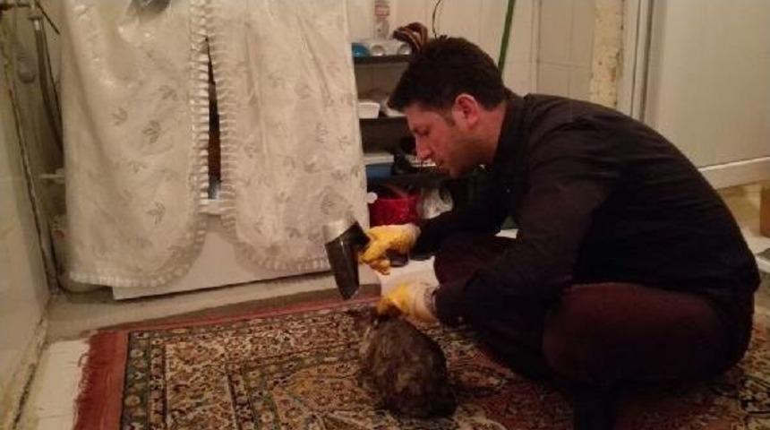 &Ccedil;ocukların T&uuml;ylerine Yapıştırıcı S&uuml;rd&uuml;ğ&uuml; Yavru Kediyi Banyoda Yıkadı