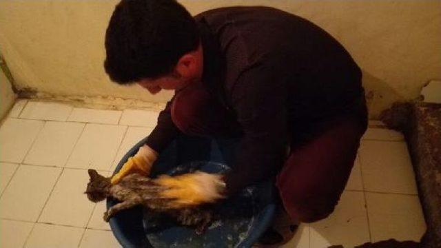 Çocukların Tüylerine Yapıştırıcı Sürdüğü Yavru Kediyi Banyoda Yıkadı