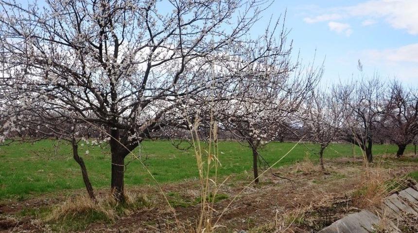 Kayısı &Ccedil;i&ccedil;eklendi, &Uuml;retici Teyakkuza Ge&ccedil;ti