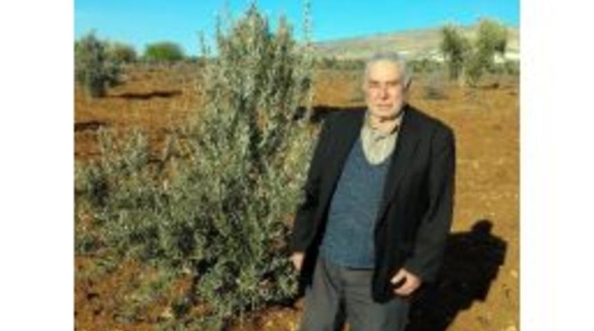 Zeytin Fidanı Dikiminin İncelikleri