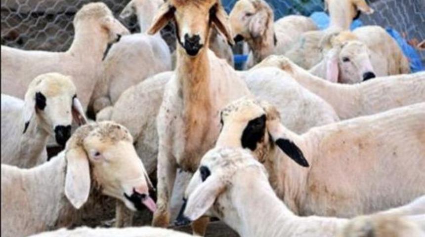 Kurbanlık alırken dikkat edin
