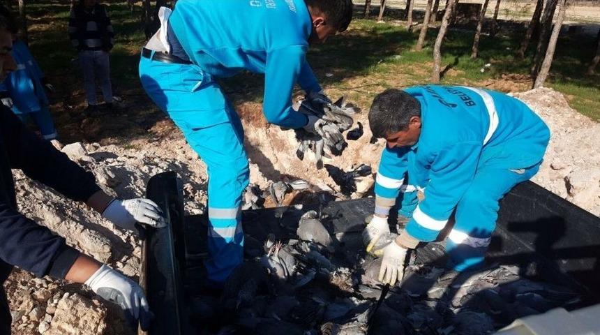 Şanlıurfa&rsquo;da Kuş &Ouml;l&uuml;mleri Halkı Tedirgin Ediyor