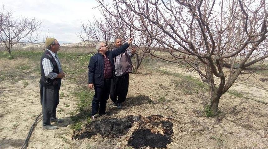 &Ccedil;i&ccedil;ek A&ccedil;an Kayısıyı Don Vurdu