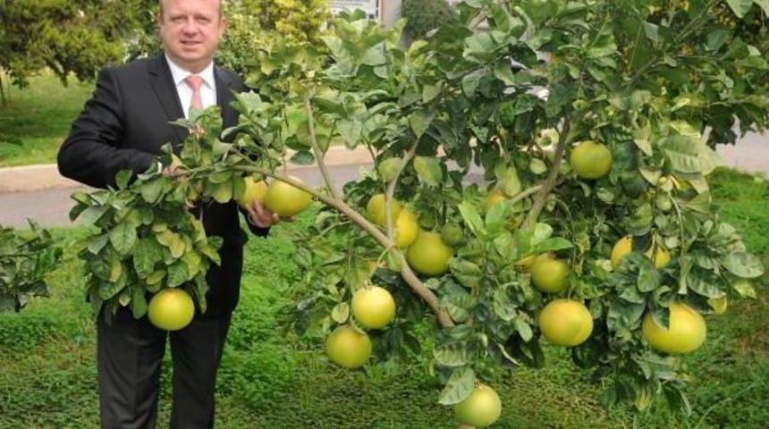 Sadece Antalya'da Yetişiyor