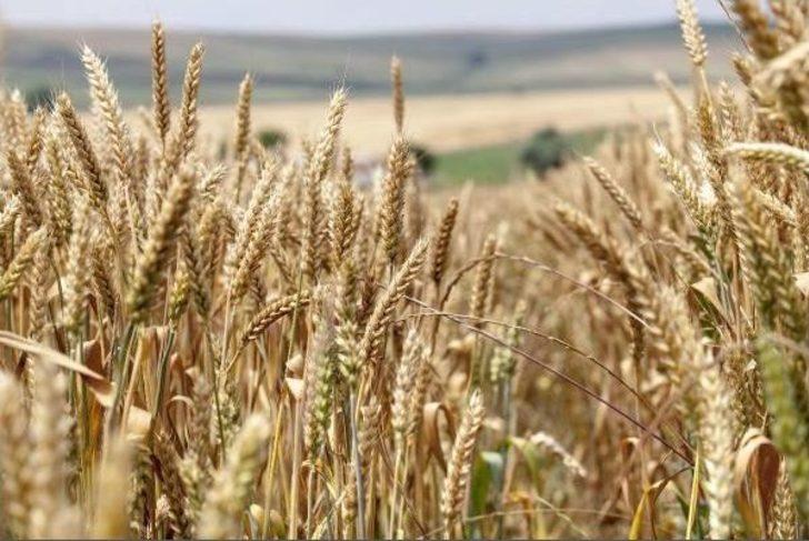 Tusaf Başkanı Ulusoy: Tarım Sektöründe Bir Devrim