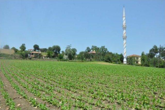 Tusaf Başkanı Ulusoy: Tarım Sektöründe Bir Devrim