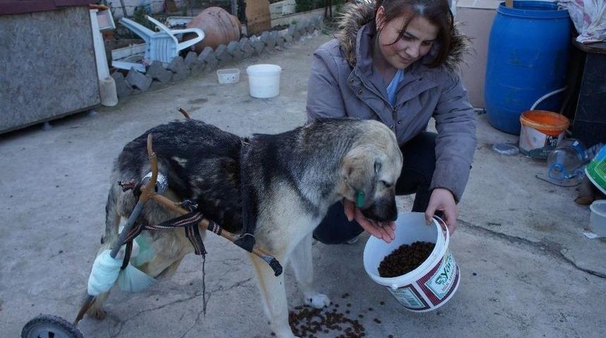 Araba &Ccedil;arpan K&ouml;peğe Pazar Arabasından Y&uuml;r&uuml;te&ccedil; Yaptı