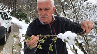 Kar Yağışı Fındığa Yaradı