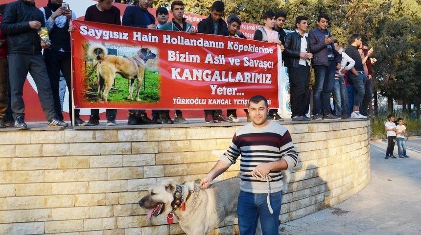 Hollanda&rsquo;ya Kangal K&ouml;pekli Tepki