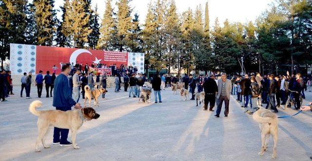 Hollanda’ya Kangal Köpekli Tepki