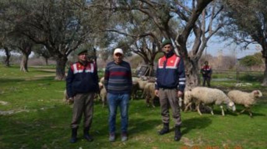 Hayvan Hırsızları Su&ccedil;&uuml;st&uuml; Yakalandı