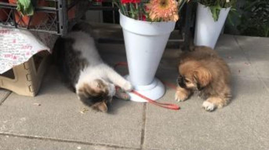 Birbirlerine D&uuml;şman Olarak Bilinen Kedi Ve K&ouml;peğin Dostluğu