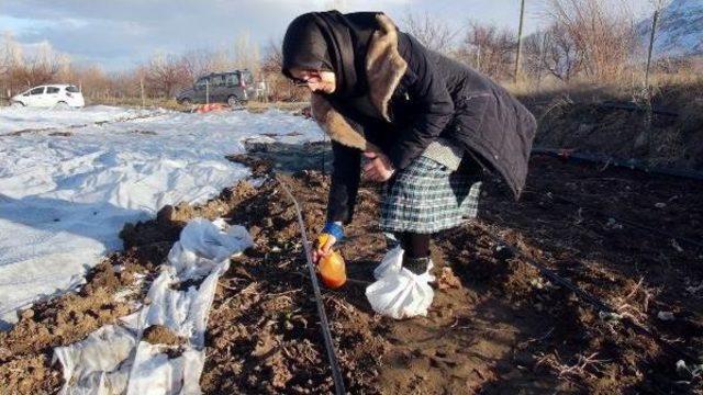 Öğrenci, Bitkileri Donmaya Karşı Koruyan Solüsyon Yaptı