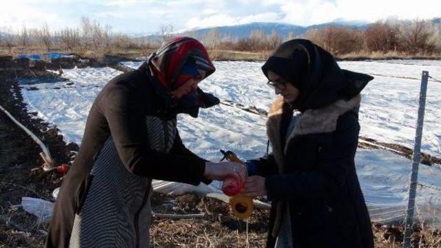 Öğrenci, Bitkileri Donmaya Karşı Koruyan Solüsyon Yaptı