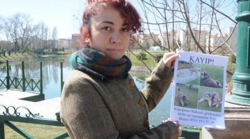 Duygu &Ouml;ğretmen 1.5 Yıldır Kayıp K&ouml;peğini Arıyor