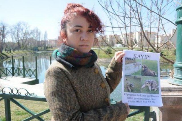 Duygu Öğretmen 1.5 Yıldır Kayıp Köpeğini Arıyor