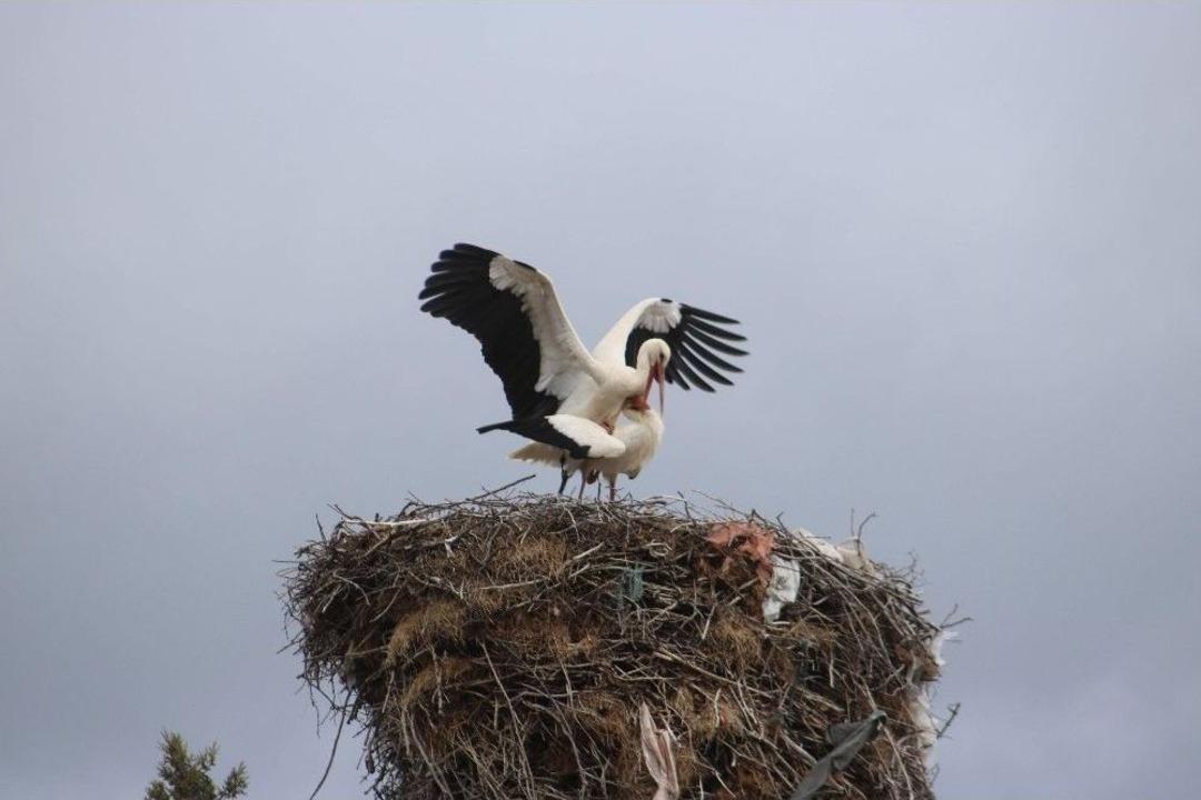 Beyşehir&rsquo;e Gelen Leylekler Vadiyi Şenlendirdi