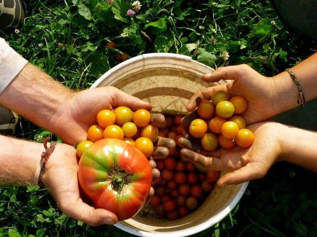 Organik Tarım Destekleri İçin Son 3 Gün