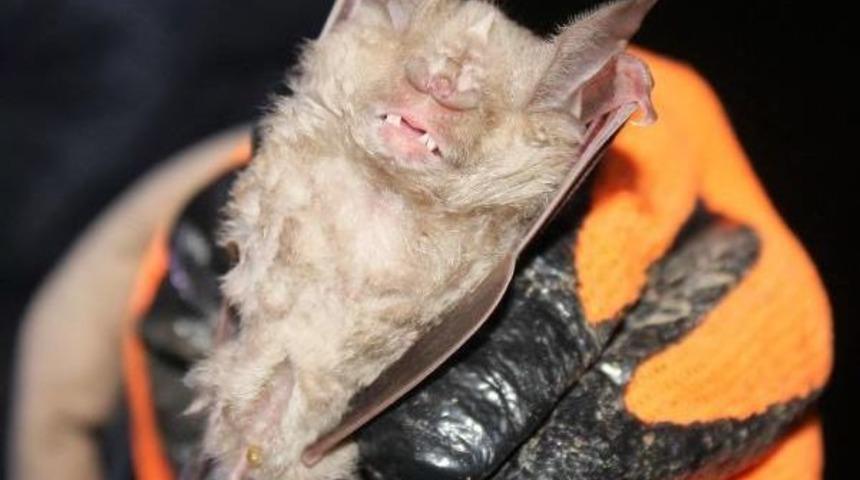 Hassa'da Nesli Tehlike Altındaki Akdeniz Nalburunlu Yarasaya Rastlandı