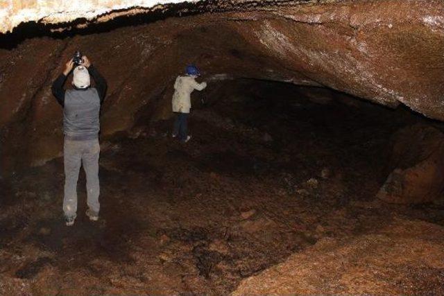 Hassa'da Nesli Tehlike Altındaki Akdeniz Nalburunlu Yarasaya Rastlandı