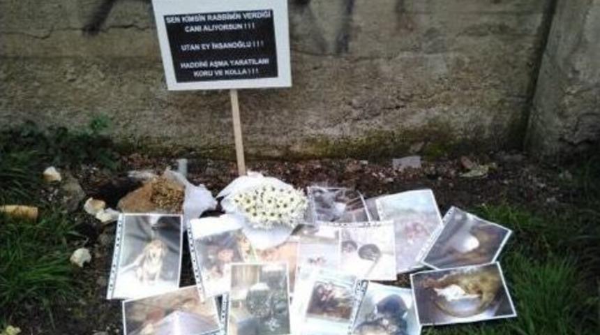 G&ouml;lc&uuml;k&rsquo;te Hayvanseverlerden Tepki