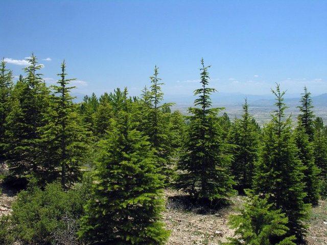 Manisa’ya Bir Yılda 6 Milyondan Fazla Fidan 1