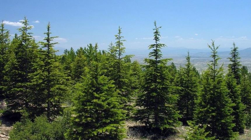 Eskişehir&rsquo;de Yıl Sonuna Kadar 19 Bin 748 Dekar Alanda Ağa&ccedil;landırma &Ccedil;alışması Yapılacak