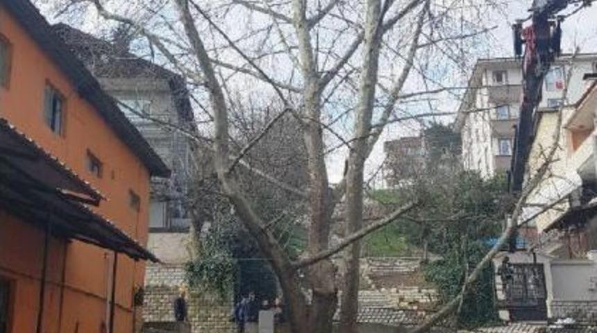 Valilik, &Ccedil;ınar Ağacının Kesimini Durdurdu