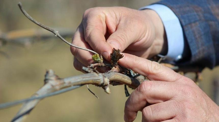 Erkenci Bağları Don Vurdu