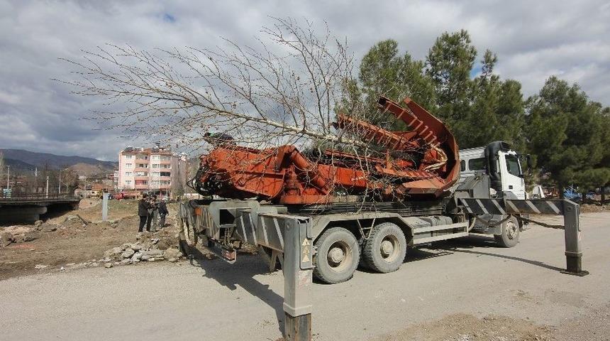 Osmancık&rsquo;ta Kızılırmak Sahilindeki Ağa&ccedil;lar Taşınıyor