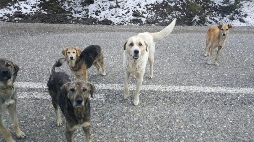 Tosya&rsquo;da Başıboş Ge&ccedil;en Sokak K&ouml;pekleri, Tehlike Sa&ccedil;ıyor