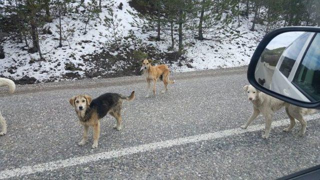 Tosya’da Başıboş Geçen Sokak Köpekleri, Tehlike Saçıyor